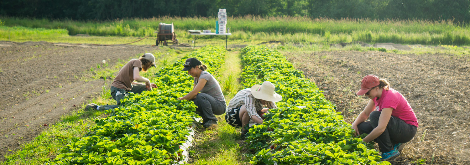 Practicum In Sustainable Agriculture Viva Farms