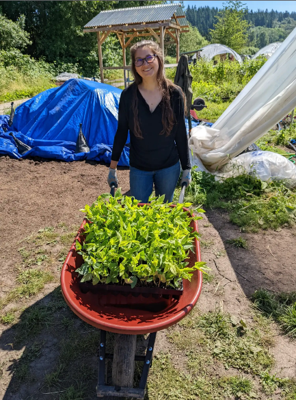 Alex Wheelbarrow Photo of Blue Glass Farmer, Alex, holding a wheelbarrow with a tray of pea plant starts in it.