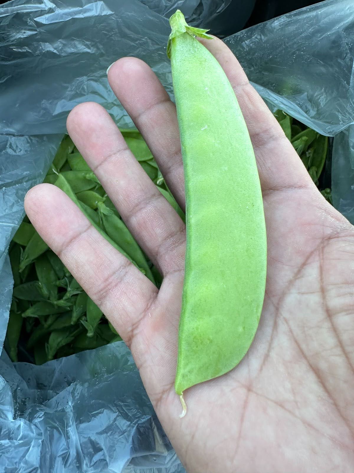 Pea by Bountiful Fields