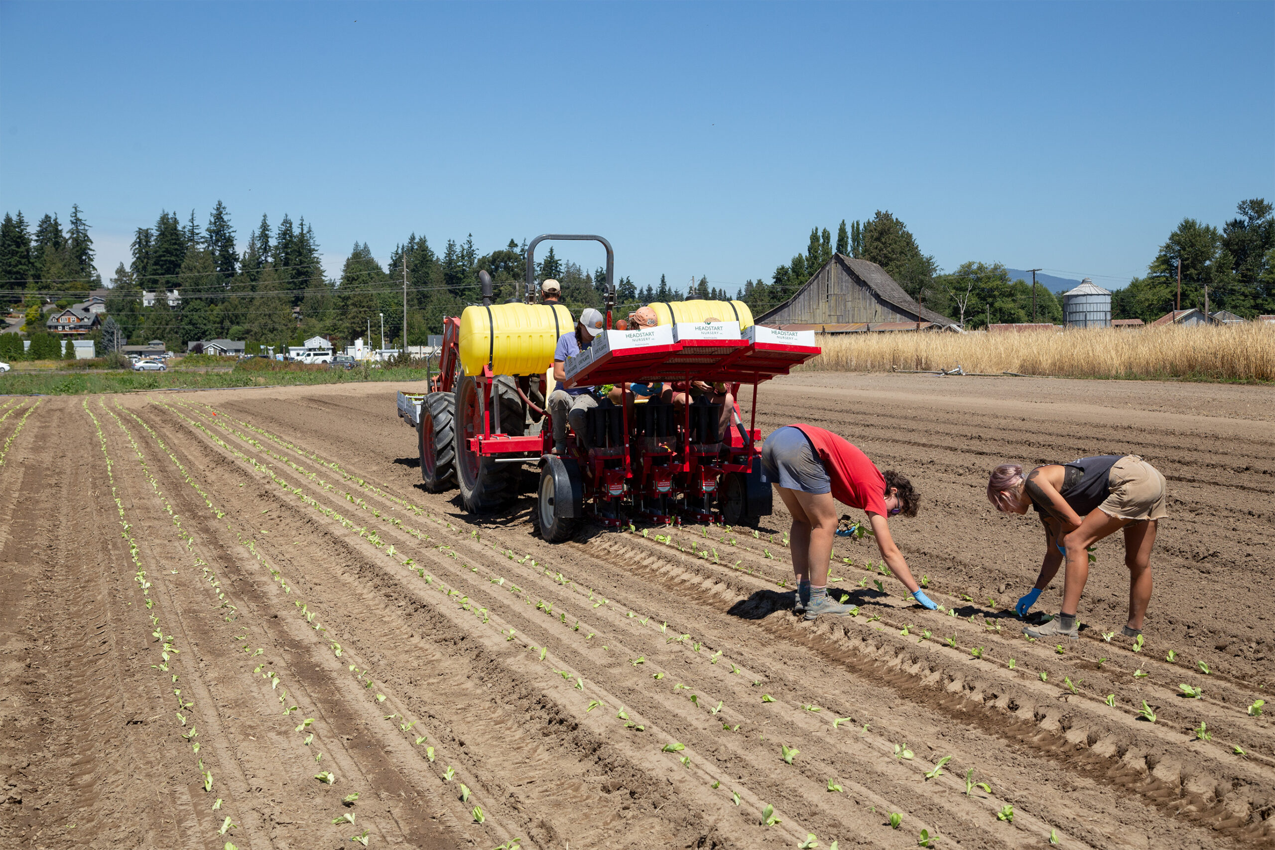 group transplants small plants using a tractor