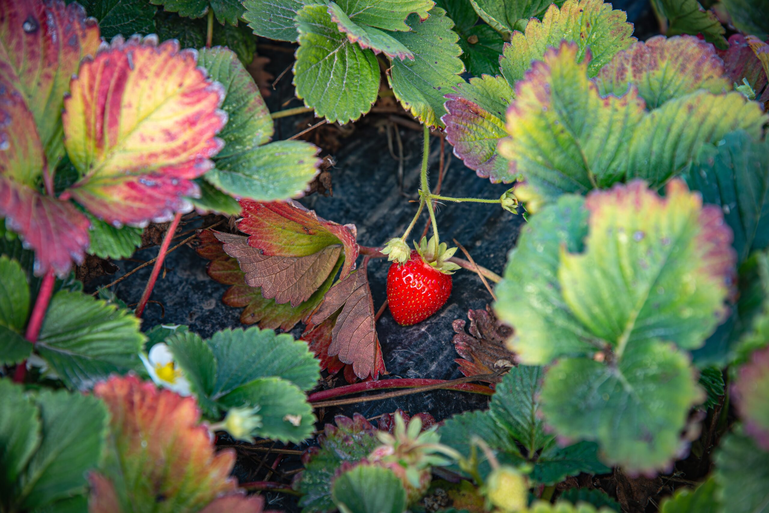 _8007187-Viva Farms WEB-3 strawberry in plastic mulch at Viva Farms