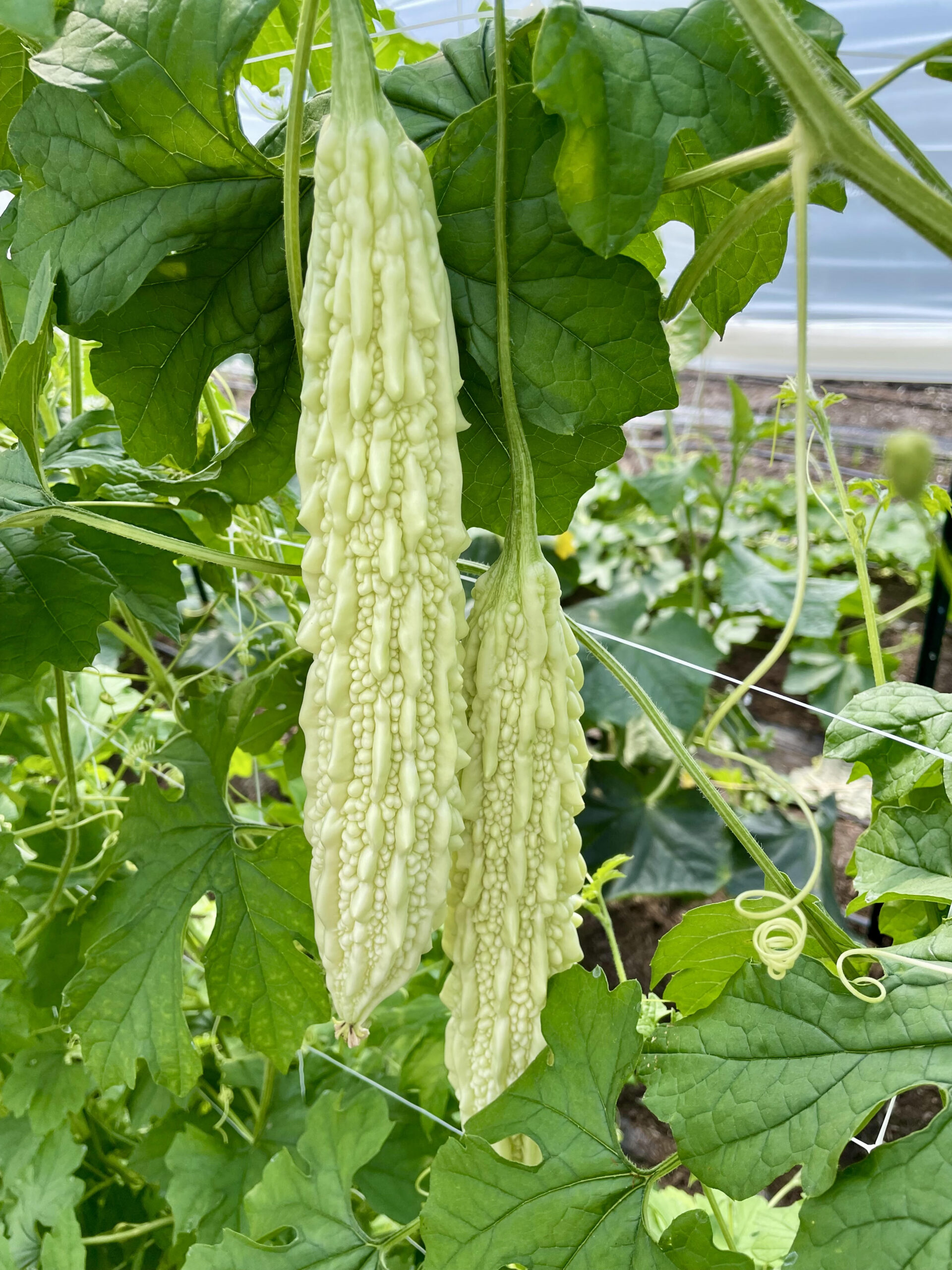 Bitter Melon by Metta Farm bitter melon, a long bumpy squash on the plant