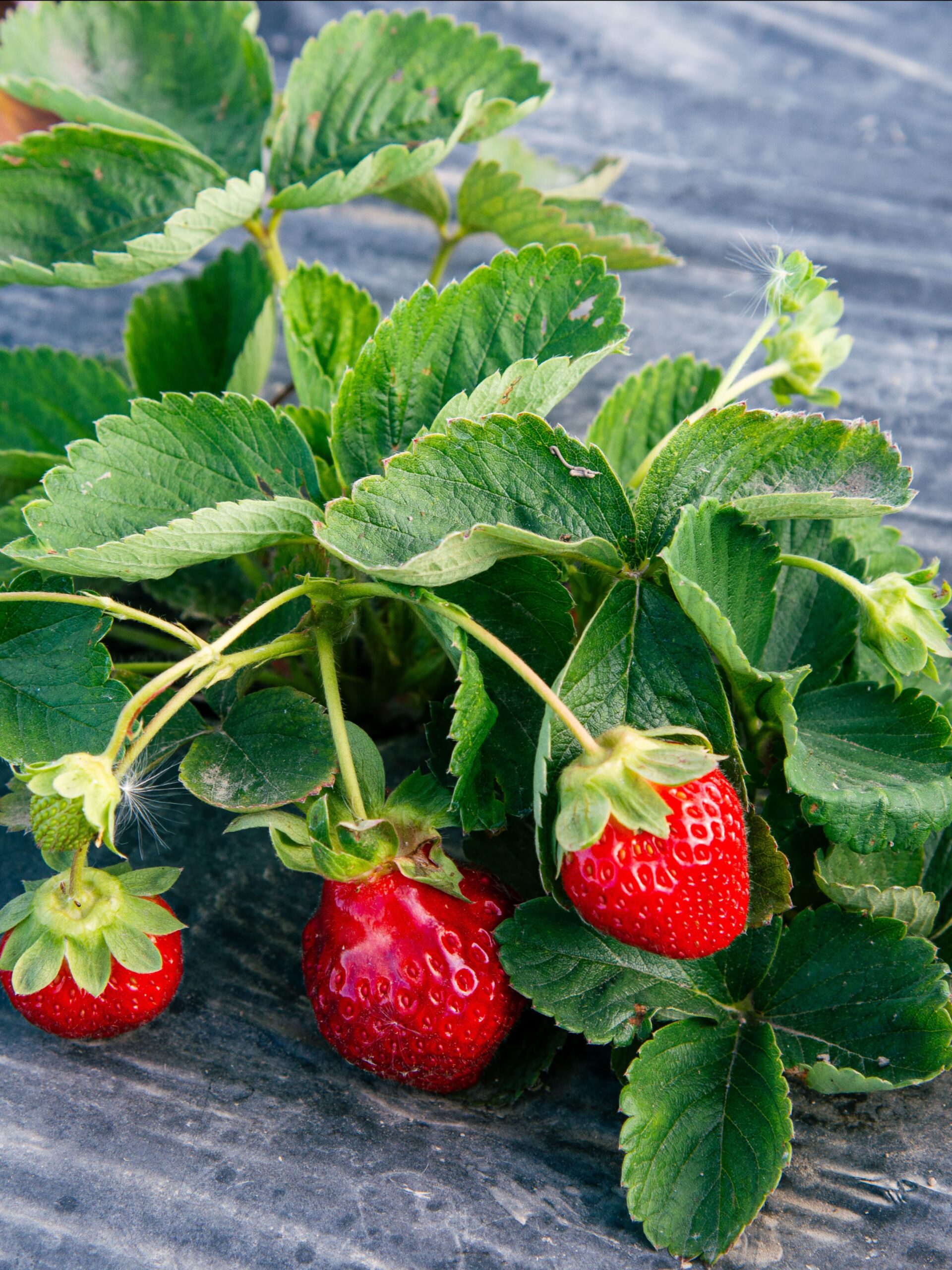 June 26_VF Newsletter_Strawberries1