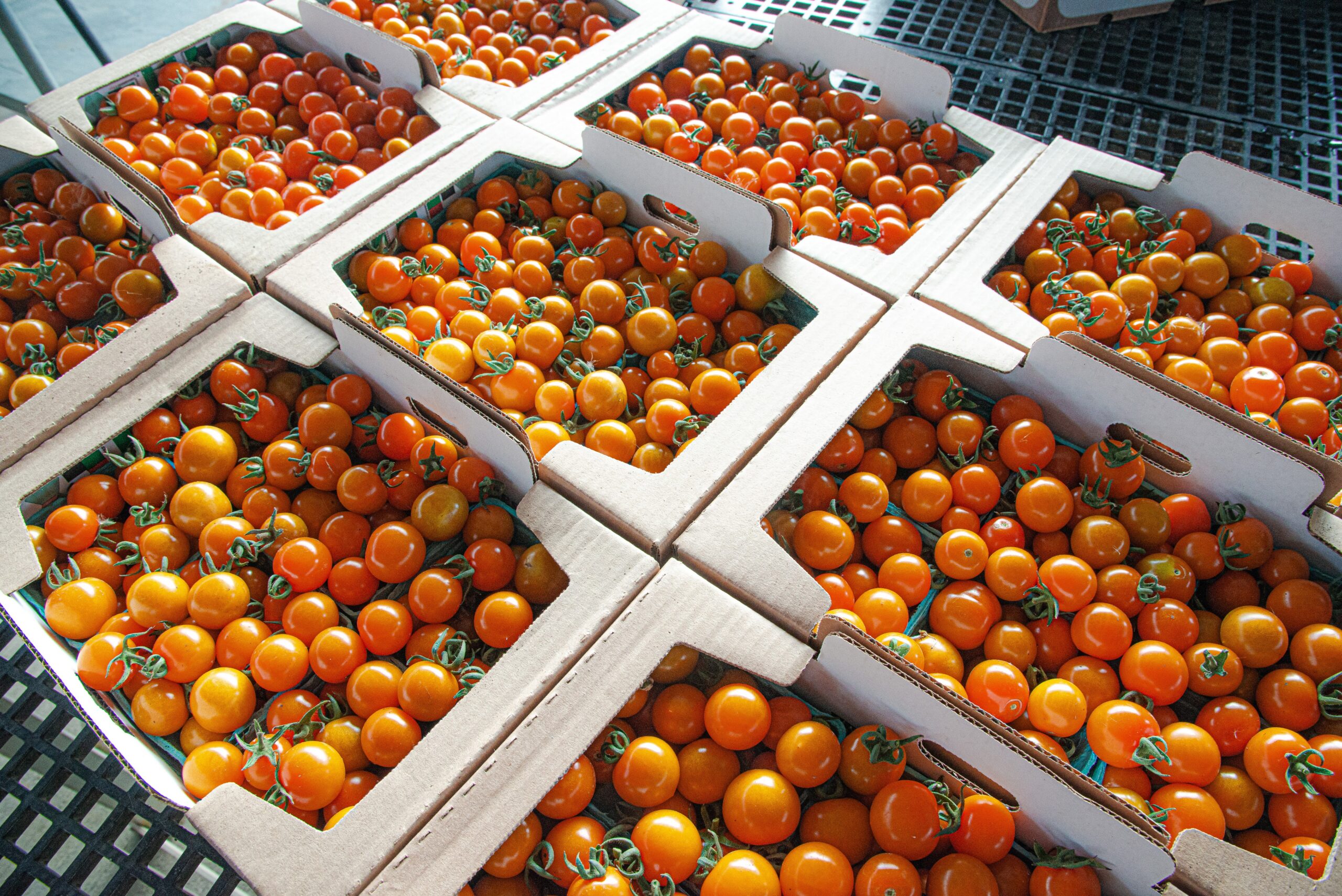 VF tomato flats 2026 farmer making a sale