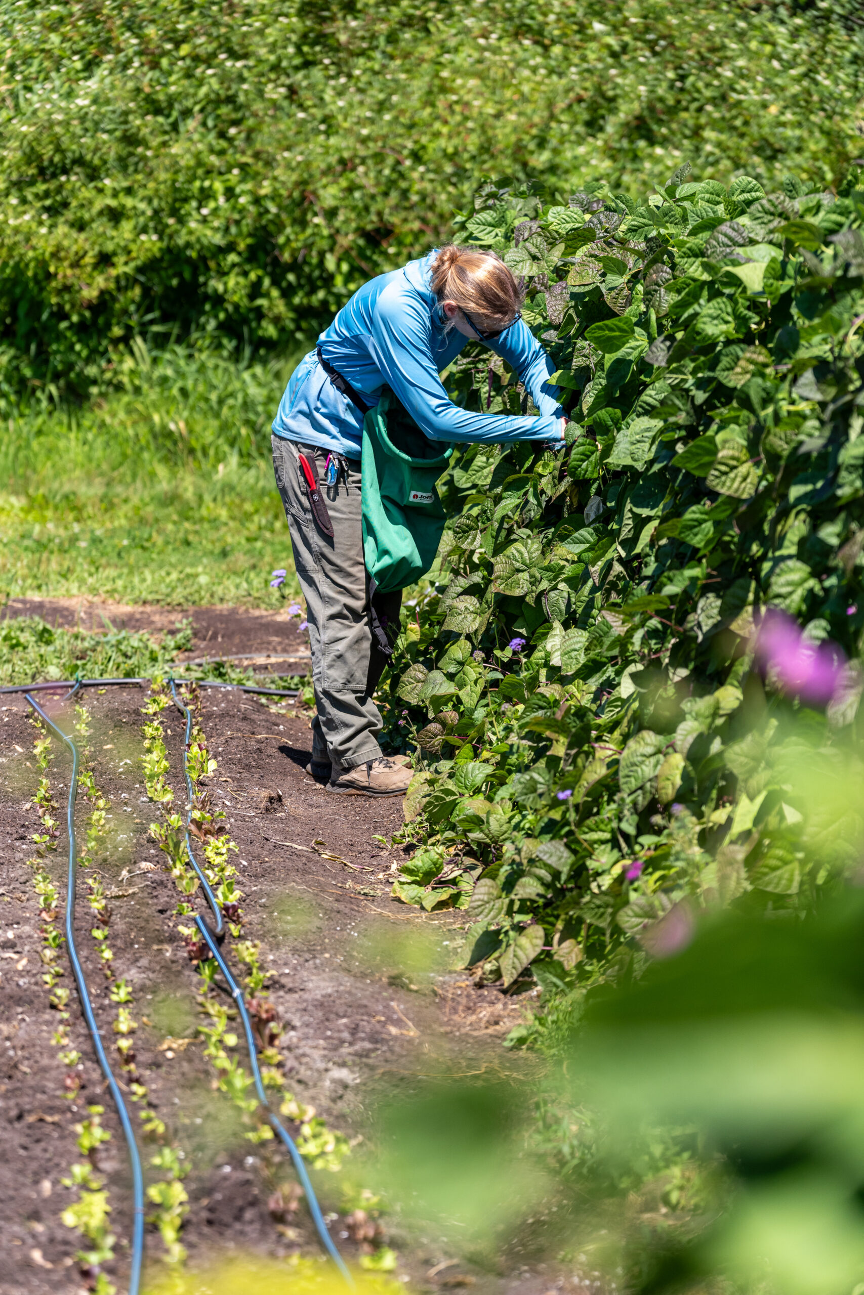 farmer harvesting