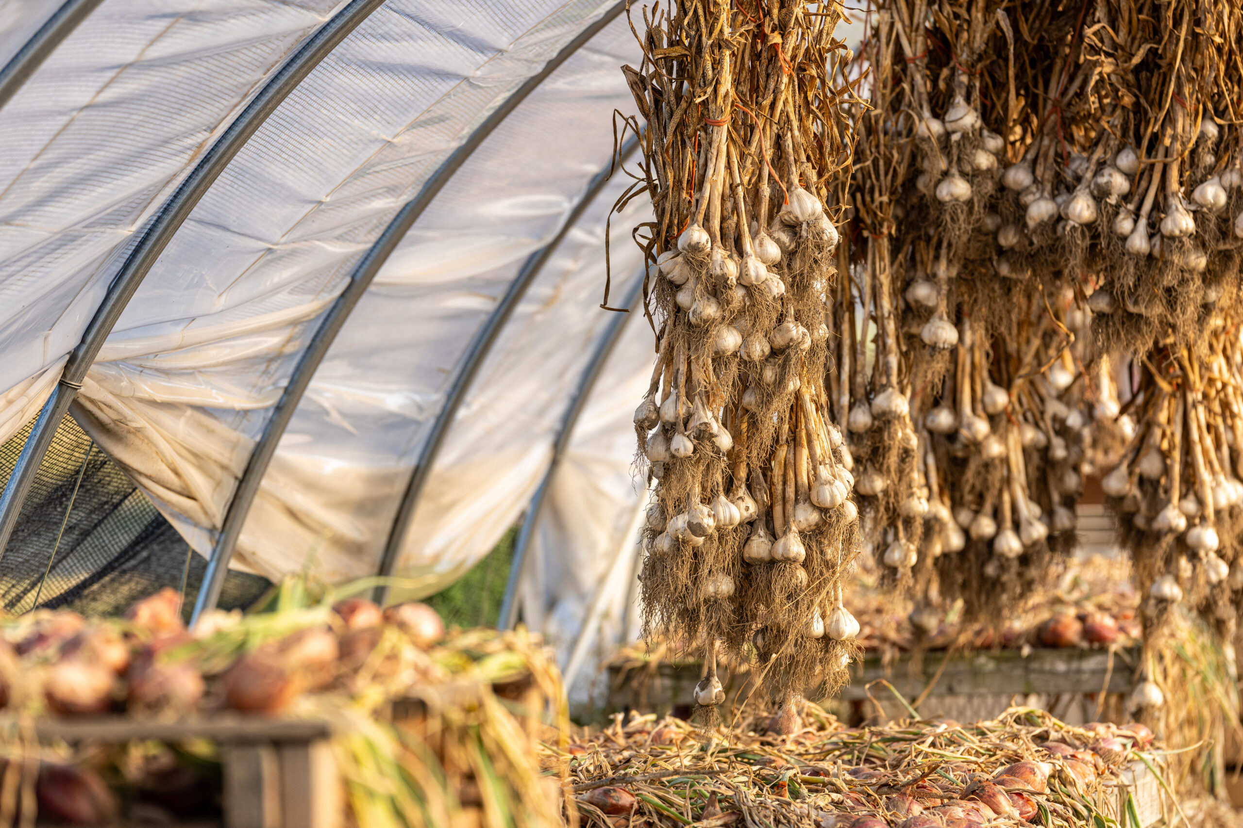 viva-farms-skagit-11403-7v garlic hanging to dry